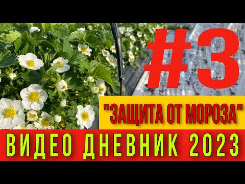 Видео: Защита клубники от мороза.Видео дневник 2023 .ЧАСТЬ #3