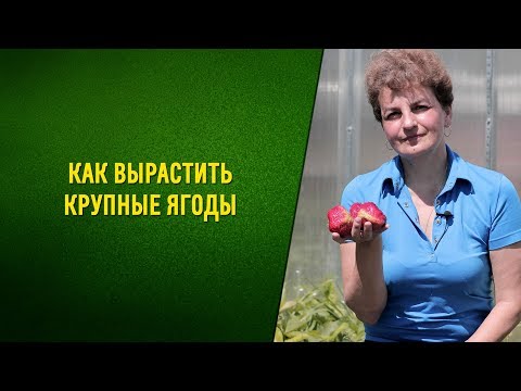 Видео: Как вырастить крупные ягоды садовой клубники. Размножение усами