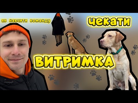 Видео: Чекати! Витримка! Як навчити собаку чекати? Як тренувати витримку?