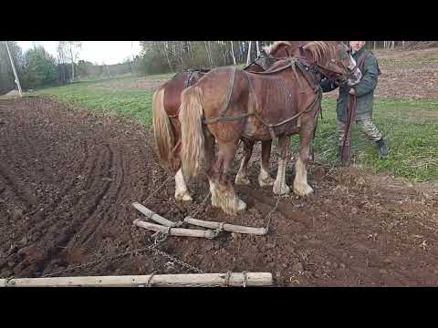 Видео: боронование мягкой пашни рабочими лошадьми.