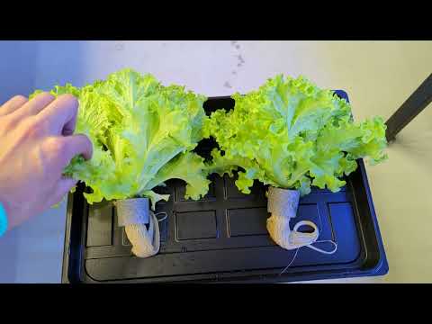 Видео: Так ли важна густота посадки салата. City Farm. Deep Water Culture. planting density of lettuce. 🥬