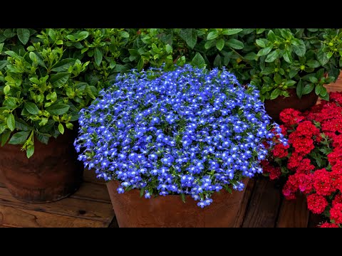 Видео: Лобелия. Как Собрать Семена Лобелия, Легко?