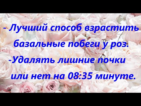 Видео: Лучший способ взрастить базальные побеги у роз и нужно ли удалять лишние растущие почки у роз.