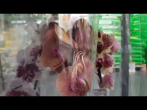 Видео: 21.10.2025г. Свежие орхидеи в Лемана Про.