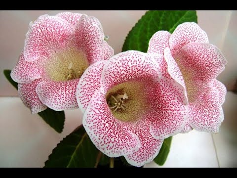 Видео: Глоксиния. Посадка, пересадка в феврале.