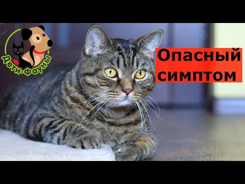 Видео: Кошка заболела, опасные симптомы, когда нужно срочно к доктору