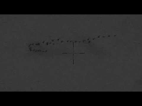 Видео: Январские гуси в прицел Digex C50