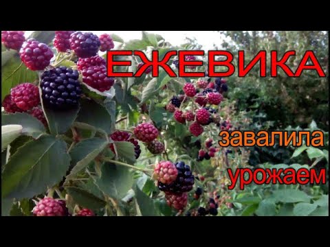 Видео: ☝👩🏻‍🌾ПОЛУЧИТЬ ТРОЙНОЙ УРОЖАЙ ЕЖЕВИКИ С КУСТА. КАК?! СМОТРИТЕ...