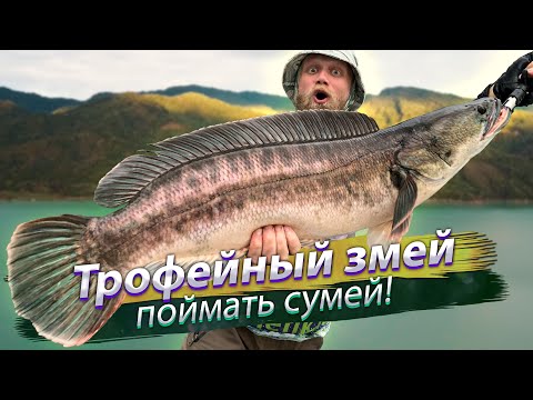 Видео: ТРОФЕЙ ЗА ТРОФЕЕМ! Да сколько же тут рыбы?! Гигантский змееголов. Спиннинг