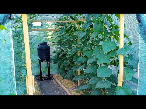 Видео: ГОТОВЬТЕ ЯЩИКИ И ВЁДРА! ЭТА ПОДКОРМКА И УХОД ЗА ОГУРЦАМИ ТВОРЯТ ЧУДЕСА!