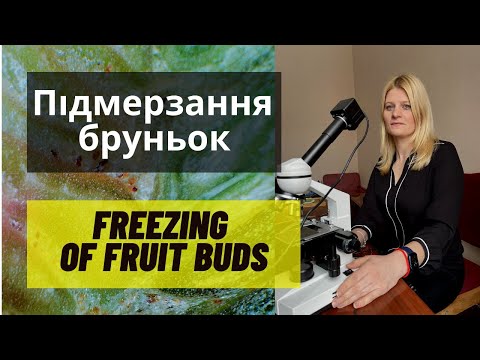 Видео: Определение подмерзания генеративных почек плодовых