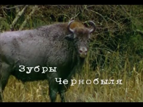 Видео: Чернобыльские джунгли. 20 лет без человека...Часть 4 [Зубры Чернобыля] | Film Studio Aves