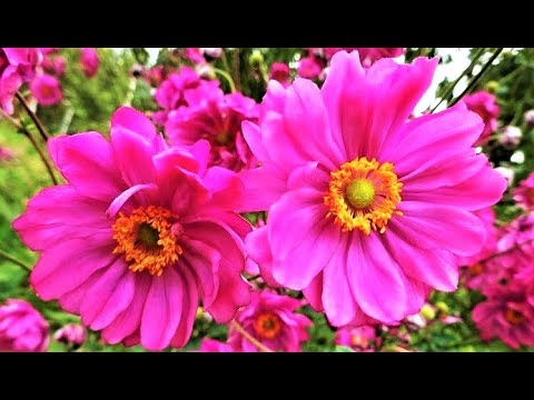 Видео: САМЫЕ ЖИВУЧИЕ ЦВЕТЫ ДЛЯ ТЕНИСТЫХ И СОЛНЕЧНЫХ МЕСТ В САДУ