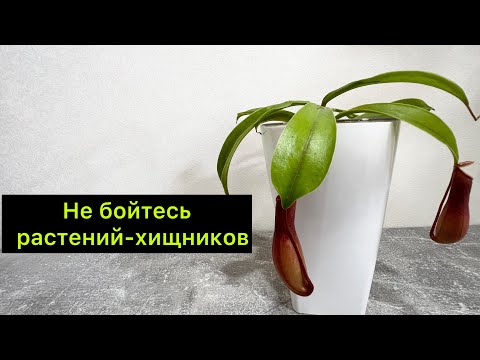 Видео: Не бойтесь растений – хищников 😀 они очень неприхотливые/ #непентес / растение с кувшинками