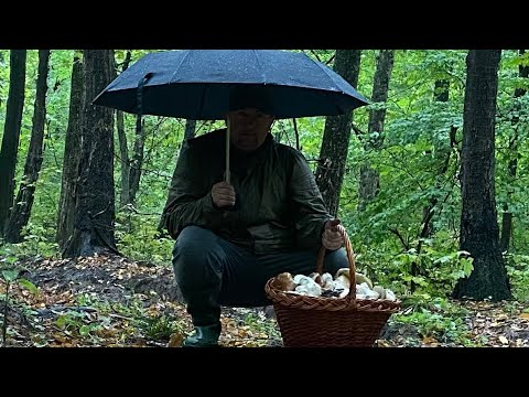 Видео: Дощ паде ліс мокрющий пес 🐶 з буди не вилазить сиро холодно а грибник гриби збирає