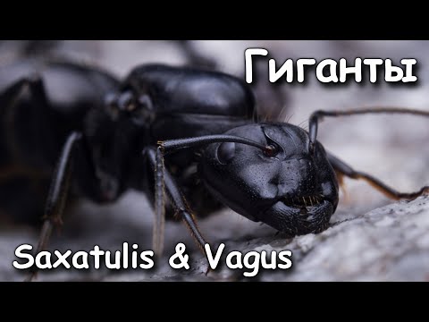 Видео: Гиганты среди муравьёв | Camponotus Saxatilis & Vagus | Колония с нуля