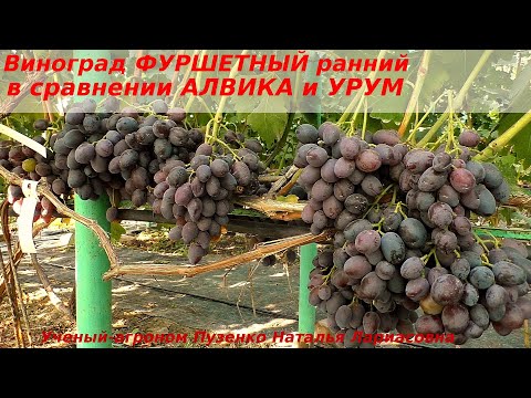 Видео: Виноград ФУРШЕТНЫЙ, АЛВИКА и УРУМ   в сравнении. Кто слаще? (Пузенко Наталья Лариасовна)