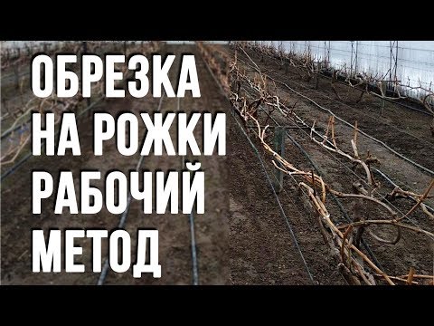 Видео: Виноград в теплице. Формировка  на рожки .