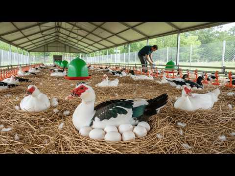 Видео: Как выращивать мускусных уток для получения яиц для начинающих - Мускусные утки.