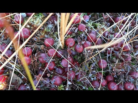 Видео: Сбор клюквы. Осень 2022. День второй.