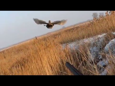 Видео: Охота на фазана!Хорошие-моменты из десяти выездов охот~22🏹✨