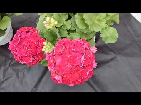 Видео: #144.И вновь на подиуме ИВ-Королева Бирмы!