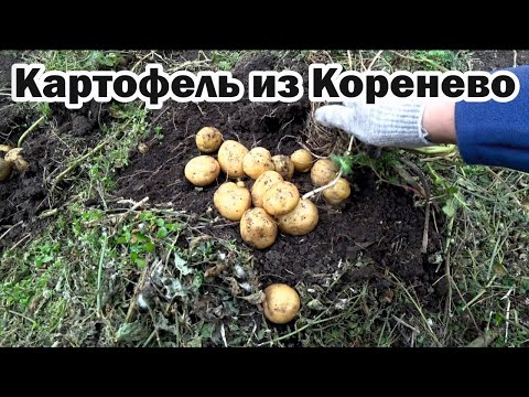 Видео: Картофель из агроцентра "Коренево" . Что выросло?