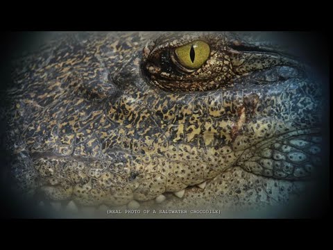 Видео: Давстай усны аварга матар...