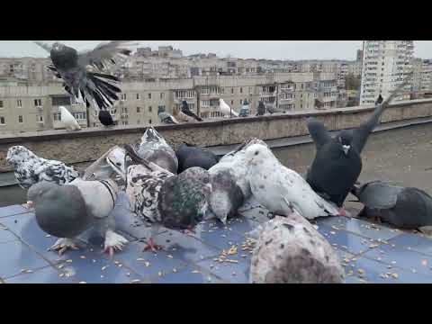 Видео: Голуби летные И.Т. 4.11.25.