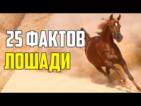 Видео: 25 ИНТЕРЕСНЫХ ФАКТОВ О ЛОШАДЯХ