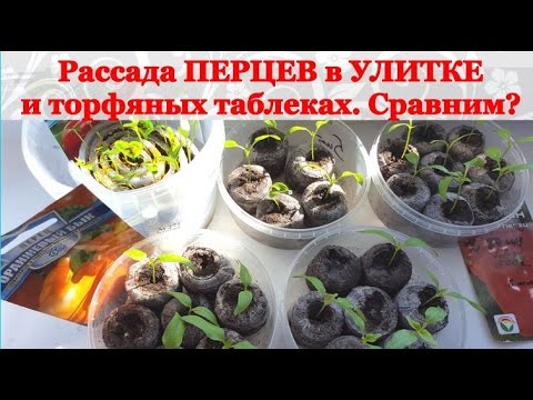 Видео: Рассада ПЕРЦЕВ в УЛИТКЕ и ТОРФО-ПЕРЕГНОЙНЫХ ТАБЛЕТКАХ. Сравним результат?
