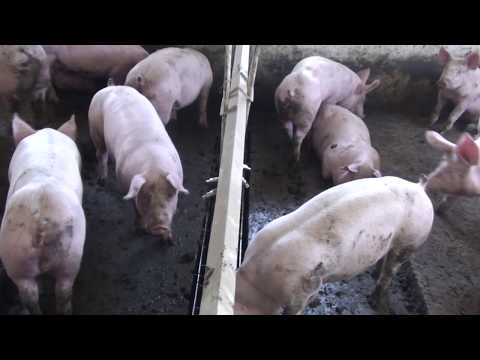 Видео: Свинарник внутри весной  через год.