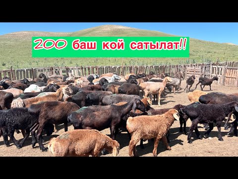 Видео: 1 короо кой сатылат. 200 баш кой, козулары да бар