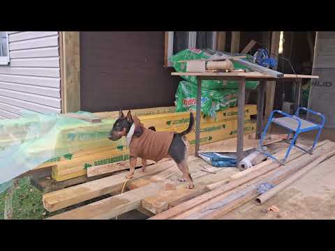 Видео: Полы готовы в теплице и коридоре. Гаска изучает пристройку