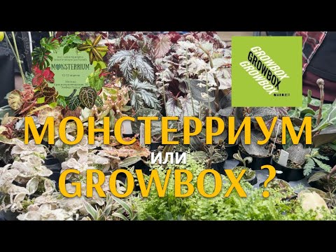 Видео: МОНСТЕРРИУМ и GROWBOX | Обзор-сравнение двух цветочных выставок