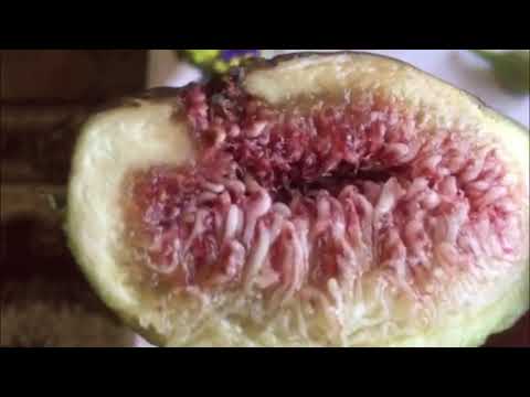 Видео: інжир Контессіна, Блек Джек, Неаполітанський - Корж К.В.