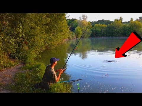 Видео: КАРПЫ МОНСТРЫ РВУТ ЛЕСКУ! Ловля карпа на горох летом