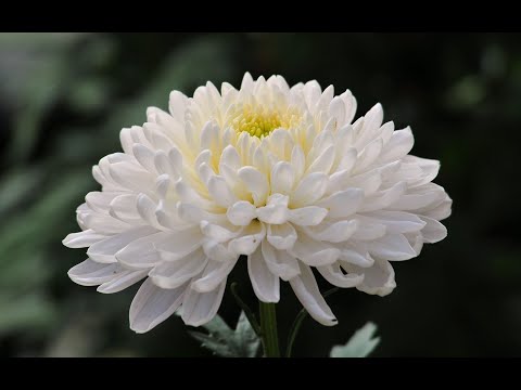 Видео: Сложноцветные - 2