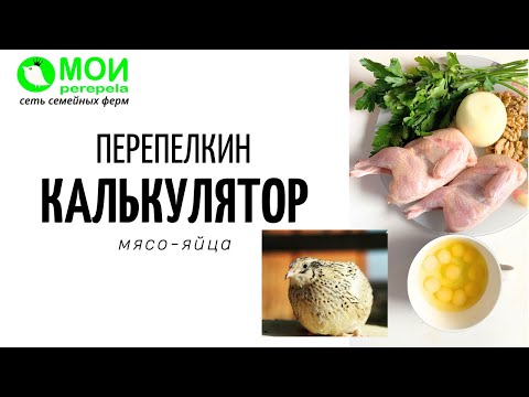 Видео: Разведение перепелов - прибыльно или нет? Как сделать расчеты. Цифры от МОИ perepela