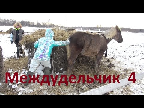 Видео: "Бляха-Муха" или снова про воспитание жеребят