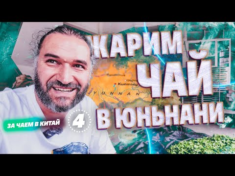 Видео: В Китай за чаем! Юньнань, дикие традиции, собираем чай с деревьев и жарим его сами!