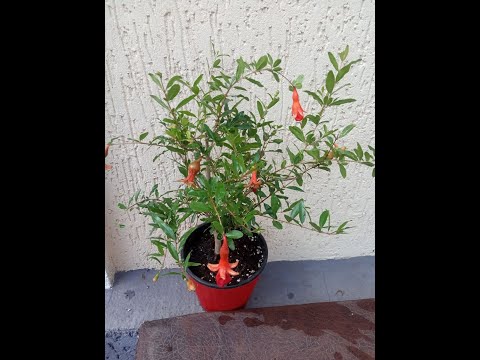 Видео: Пересадка комнатного граната "НАНА"