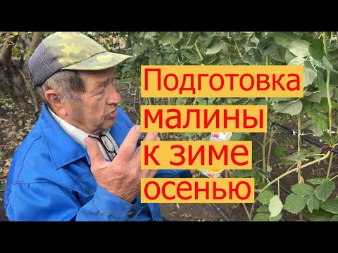 Видео: Подготовка малины к зиме осенью