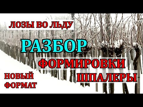Видео: РАЗБОР ФОРМИРОВКИ И ШПАЛЕРЫ. ОБЛЕДЕНЕНИЕ ЛОЗ - Опасно ли Это?