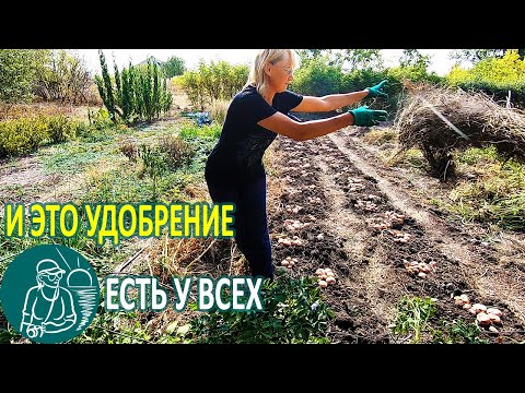 Видео: 🥔 Посадка картофеля с зеленой травой-удобрением под окучивание 🌿 Выращивание по технологии Гордеевых