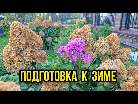 Видео: Сад после заморозков. Что буду делать с гортензиями?
