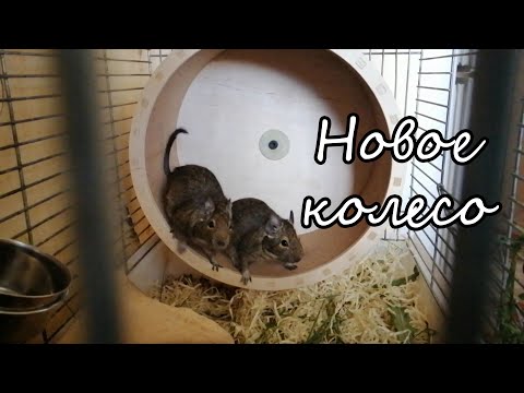 Видео: Как мы делаем колеса для грызунов