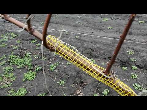 Видео: Черешня Александрия. Система UFO. 11.04.2021