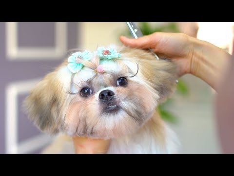 Видео: Милый щенок, который ни минуты не может усидеть на месте, успокаивается, увидев ножницы!✂️❤️🐶