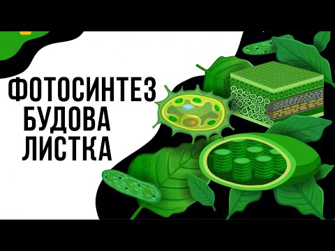 Видео: ФОТОСИНТЕЗ. БУДОВА ЛИСТКА. Яка будова листка? Як відбувається фотосинтез
